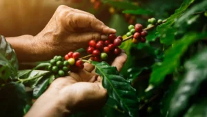 Coffee Route in Honduras