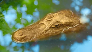 The Golden Lizard – Tales and Legends of Honduras