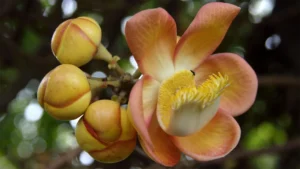 Jardín Botánico Lancetilla