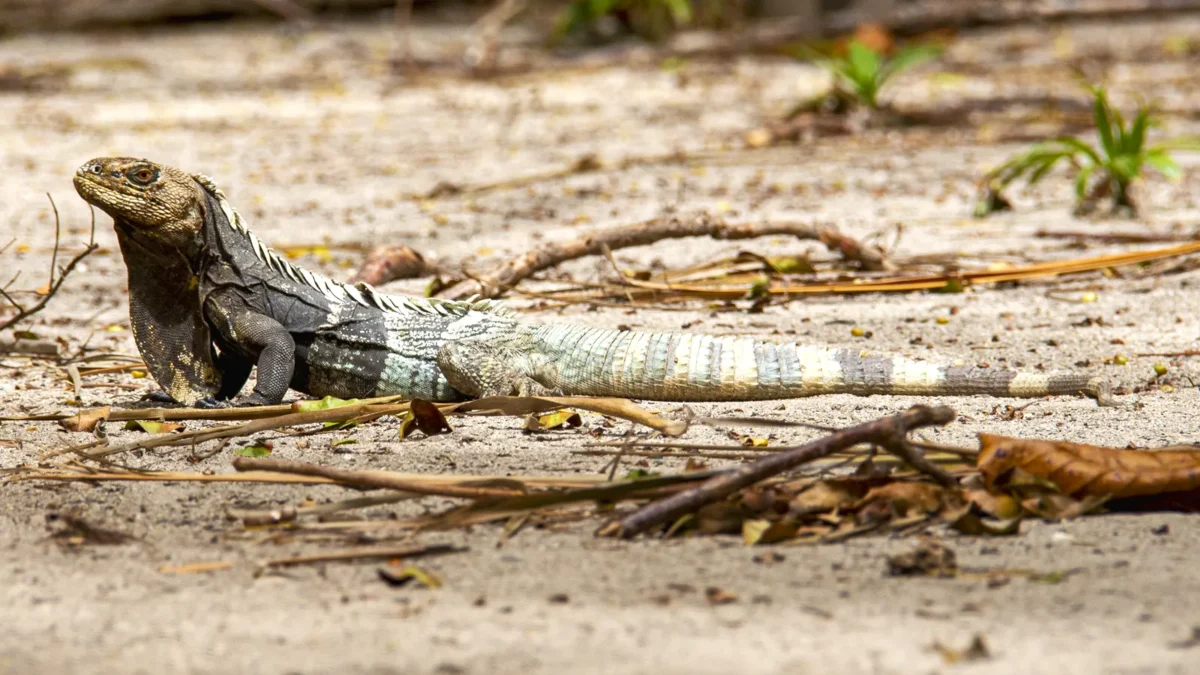 Black-Chested Spiny-Tailed Iguana – Ctenosaura melanosterna