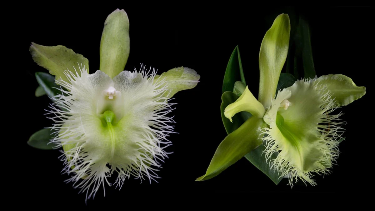 Rhyncholaelia Digbyana Orchid – National Flower of Honduras