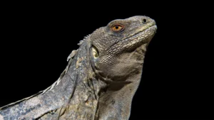 Especies Endémicas de Honduras