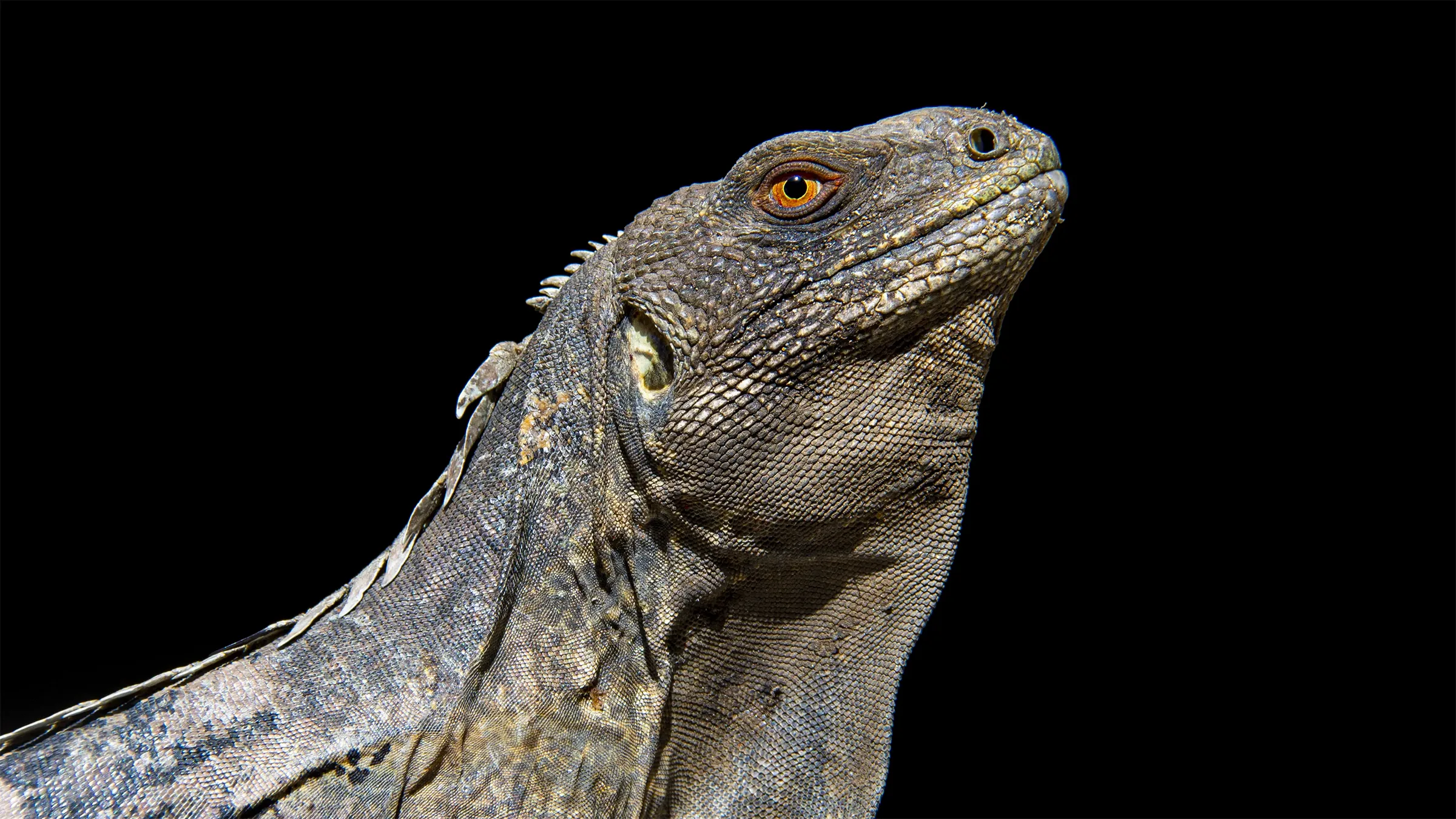 Especies Endémicas de Honduras